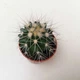Кактус Реймбол White GreenLife, контейнер d=6 см - изображение 2