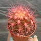 Кактус Реймбол Pink, GreenLife, контейнер d=6 см - изображение 3