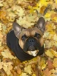 Худи для собак DogClub Brand L Black - изображение 6