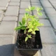 Жимолость японская Hall's Prolific, саженец, Greenlife - изображение 2