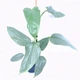 Філодендрон Silver GreenLife h 80-90 см - зображення 1