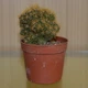 Кактус Маммиллярия Elongata cristata 12109 GreenLife , контейнер 6х6 см - изображение 2