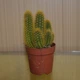 Кактус Hildewintera aureispina GreenLife h 8 , контейнер 6х6 - изображение 1