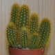 Кактус Hildewintera aureispina GreenLife h 8 , контейнер 6х6 - изображение 2