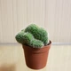 Кактус Опунция Cylindrica Cristata GreenLife d горшка 6 см - изображение 1