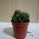 Кактус Маммиллярия Elongata cristata, GreenLife, контейнер d=5см - изображение 3