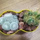 Кактусник 2 (композиция из кактусов) GreenLife 12.134 - изображение 3