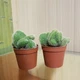 Кактус Опунция Cylindrica Cristata GreenLife d горшка 6 см - изображение 3