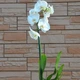 Орхидея Фаленопсис GreenLife белая h 55-60 см - изображение 2