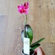 Орхидея Фаленопсис Pink мини, GreenLife h=20-25см - изображение 1