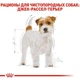 Сухой корм Royal Canin Jack Russell Terrier – корм для Джек-Рассел-терьеров от 10 мес., 1.5 кг (21000159) - изображение 6