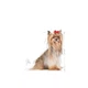 Сухой корм Royal Canin Yorkshire Terrier Ageing 8+ для йоркширских терьеров от 8 лет, 1.5 кг (1260015) - изображение 2