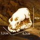 Статуэтка Нэцкэ Netsuke Бык ручная работа Гипс 6,3x4x3.2 см Натуральный (00755) - изображение 10