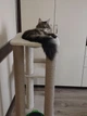 Кошачий игровой комплекс с высоким столбом когтедралкой лежанка гамак для котов 100х80х45см светло бежевый - изображение 5