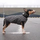 Жилетка для собак Pet Fashion E.Vest М (сірий) - зображення 8