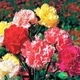 Семена Гвоздика Триумф смесь Florium (727010) - изображение 1