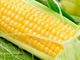 Насіння Кукурудза Добриня F1 50 шт GL Seeds (1804) - зображення 2