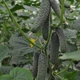 Ратник (112-315) F1 Огурец Семена Yuksel Seeds 250 шт - изображение 1