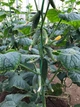 Ратник (112-315) F1 Огірок Самозапильний Насіння Yuksel Seeds 500 шт - изображение 4