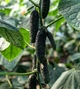 Лютояр F1 Огірок Самозапильний Насіння Yuksel Seeds 500 шт - изображение 8