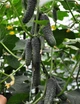 Лютояр F1 Огірок Самозапильний Насіння Yuksel Seeds 500 шт - изображение 13