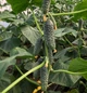 Лютояр F1 Огірок Самозапильний Насіння Yuksel Seeds 250 шт - изображение 2
