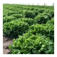 Кюрлі Салат Насіння Yuksel Seeds 5000 шт - изображение 2