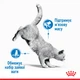 Упаковка влажного корма для взрослых кошек Royal Canin Light Weight Care кусочки в соусе 12 шт х 0.085 кг (9003579311738) (R223154) - изображение 3