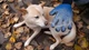 Перчатка для вичісування вовни True Touch Pet Glove - зображення 10