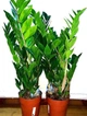Замиокулькас (Zamioculcas, Долларовое дерево), 50-60см, объем горшка 3л (RG147-2) - изображение 2