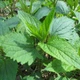 Семена норичника узловатого (Scrophularia nodosa) 100 семян OGOROD - изображение 2