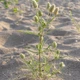 Насіння подорожника Індійський (Plantago arenaria) 1 грам OGOROD - зображення 1