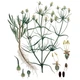 Насіння подорожника Індійський (Plantago arenaria) 1 грам OGOROD - зображення 3