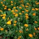 Семена календулы лекарственной (Calendula officinalis) 1 грамм OGOROD - изображение 2