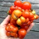 Насіння томату Reisetomate Tomato (Райсе Томат) 10 насінин OGOROD - зображення 1