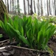 Насіння черемші (Allium ursinum) 30 насінин OGOROD - зображення 1
