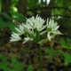 Насіння черемші (Allium ursinum) 30 насінин OGOROD - зображення 3