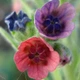 Насіння чорнокорня лікарського (Cynoglossum officinale) 50 насінин OGOROD - зображення 2