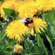 Насіння кульбаби лікарської (Taraxacum officinale) 50 насінин OGOROD - зображення 2