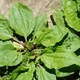 Насіння подорожника великого (Plantago мajor) 1 грам OGOROD - зображення 3