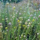 Семена земляничной травы (Cephalophora aromatica) 0,005 грамма OGOROD - изображение 3