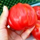 Насіння томату Red Figs (Інжир Червоний) 10 насінин OGOROD - зображення 2