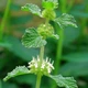 Насіння шандри звичайної (Marrubium vulgare) 130 насінин OGOROD - зображення 2