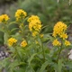 Насіння золотарника звичайного (Solidago virgaurea) 500 насінин OGOROD - зображення 2