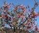 Калина боднантенская Чарльз Ламонт / Viburnum bodnantense Charles Lamond С7.5/ Н 100-110 - изображение 4