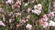 Калина боднантенская Чарльз Ламонт / Viburnum bodnantense Charles Lamond С7.5/ Н 100-110 - изображение 7