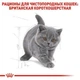 Сухой корм для кошек Royal Canin BRITISH SHORTHAIR KITTEN для котят породы Британской короткошерстной 400г - изображение 6