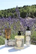 Лосьйон для тіла "Лаванда" - Panier des Sens Body Lotion 250ml (879388-31159372) - зображення 3