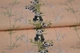 Обои виниловые Vinil Wallpaper Factory Панды декор 1,06х10,05м персиковый (ДХН-1427/1) - изображение 5