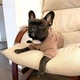 Худи для собак DogClub Frenchdog XXL Brown - изображение 9